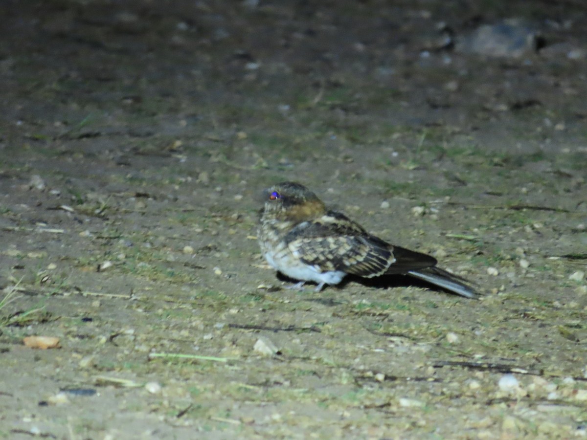 White-tailed Nightjar - ML645194319