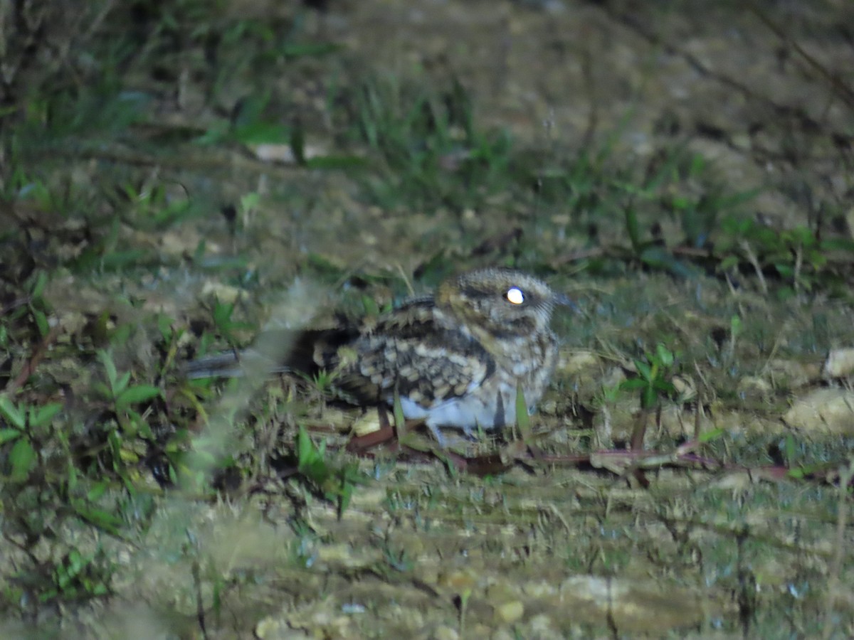 White-tailed Nightjar - ML645194320