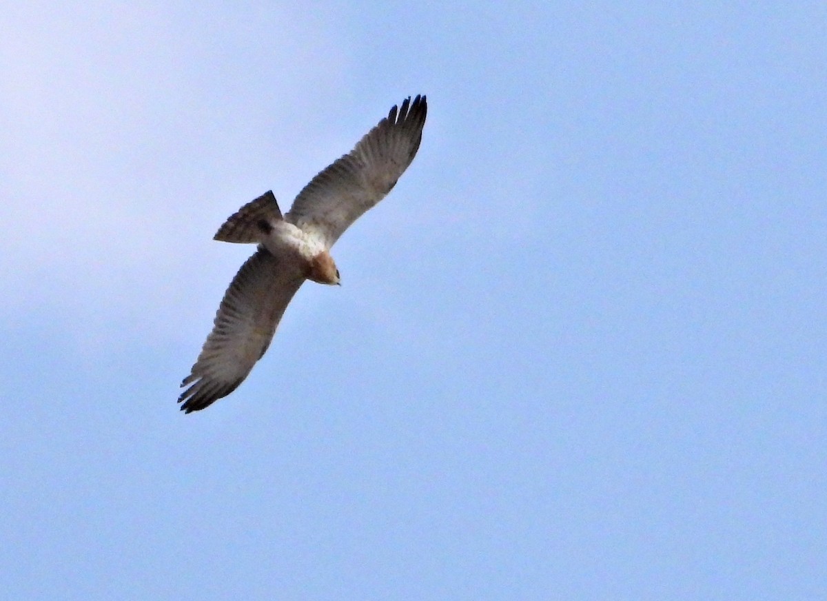 orlík krátkoprstý - ML645194321