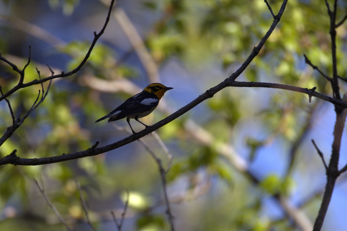 Blackburnian Warbler - ML645194322