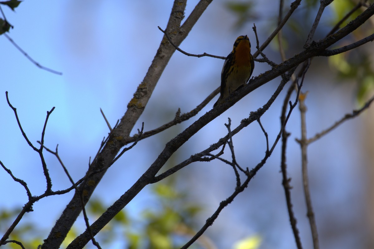 Blackburnian Warbler - ML645194323