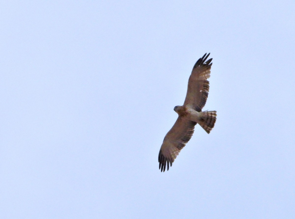 orlík krátkoprstý - ML645194324