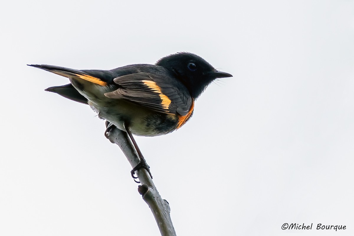 American Redstart - ML645194325