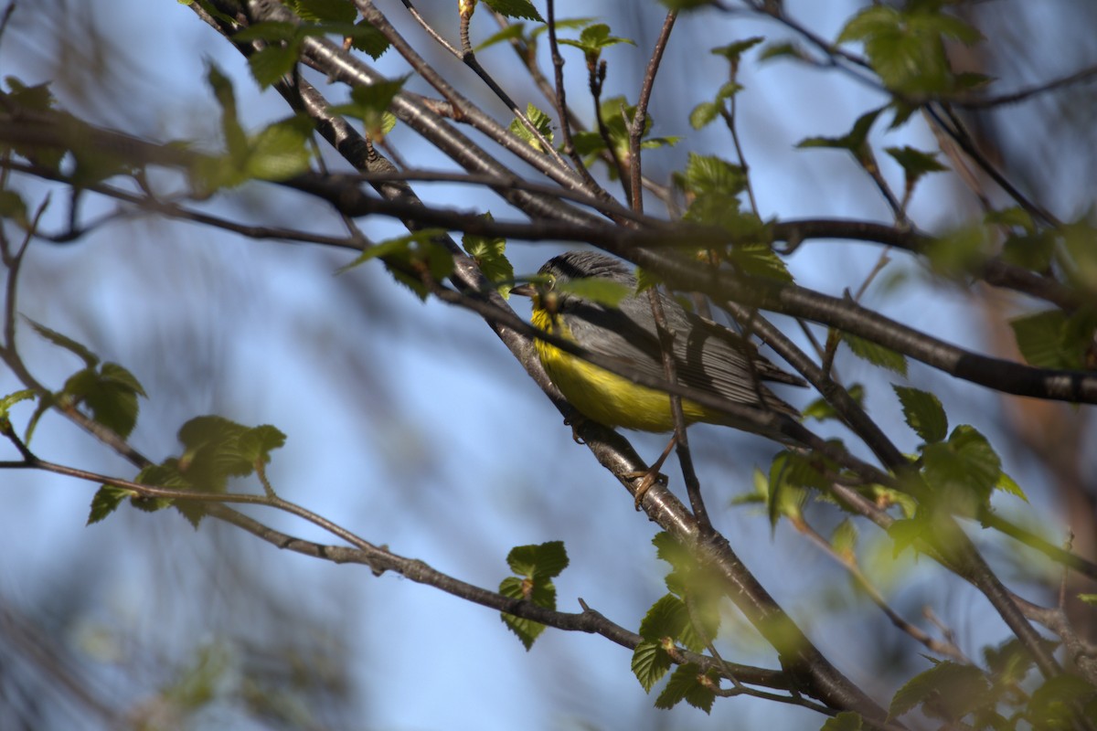 Болотянка строкатовола - ML645194332