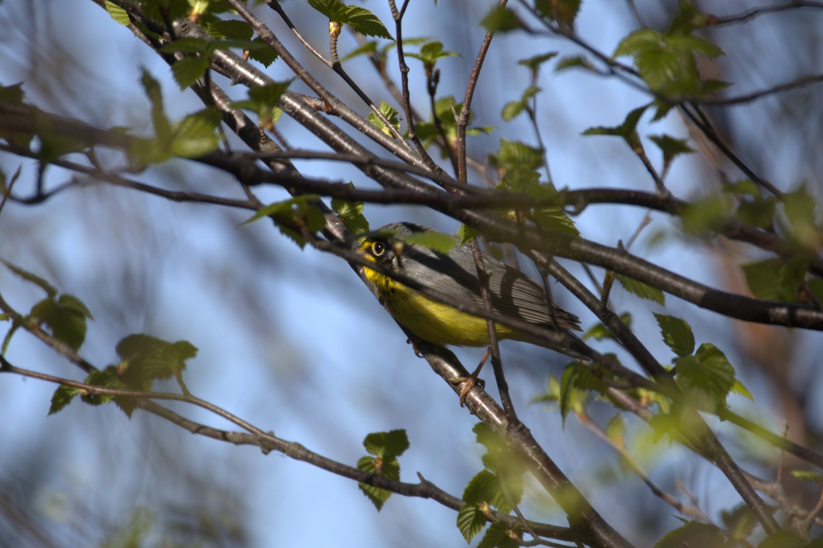 Болотянка строкатовола - ML645194333