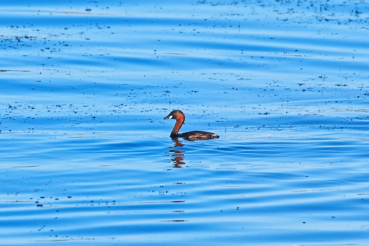 Little Grebe - ML645194335