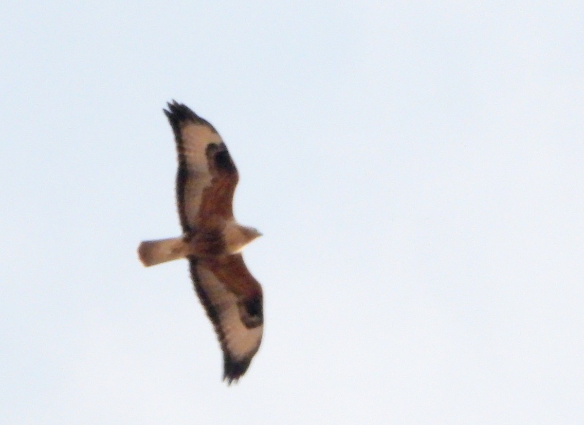 Kızıl Şahin - ML645194339