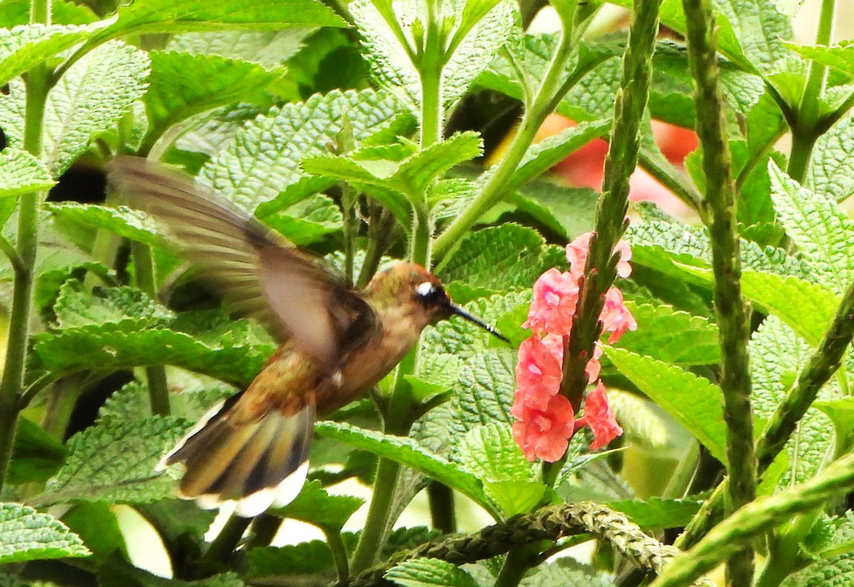 Tolima Blossomcrown - ML645194340