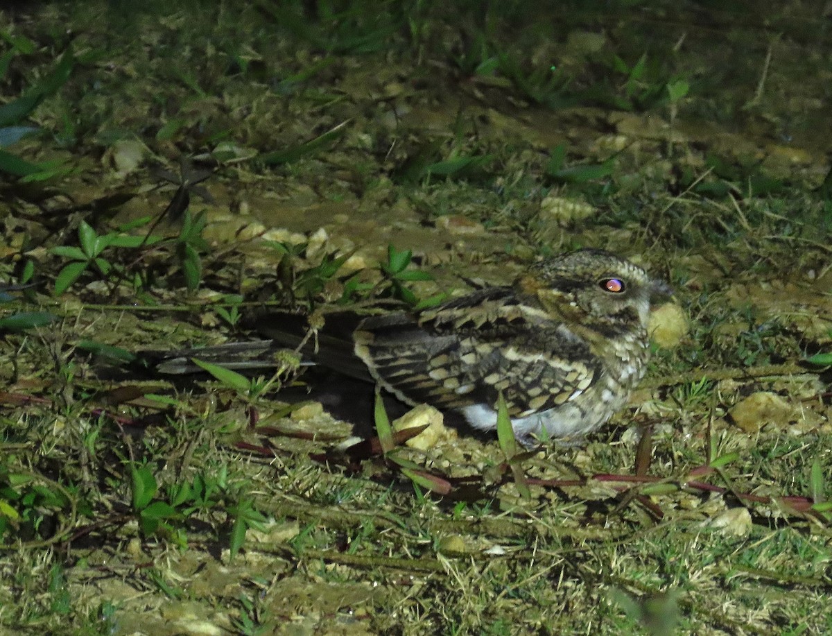 White-tailed Nightjar - ML645194372