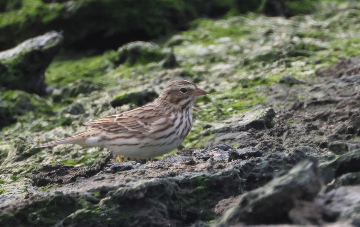 Пасовник савановий - ML645194373