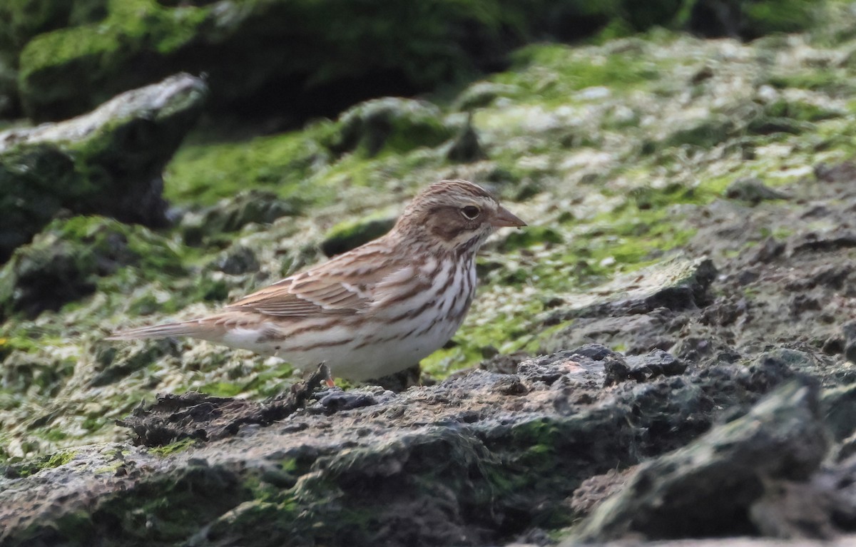 Пасовник савановий - ML645194374