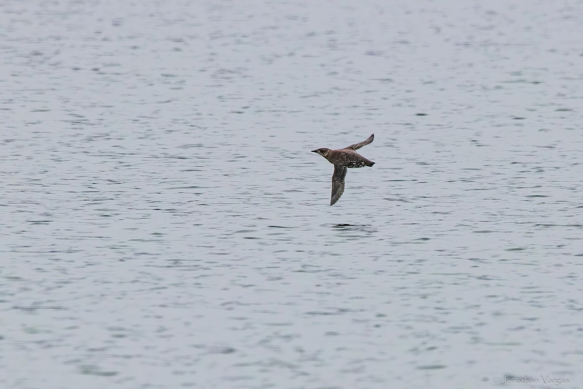 Marbled Murrelet - ML645194392