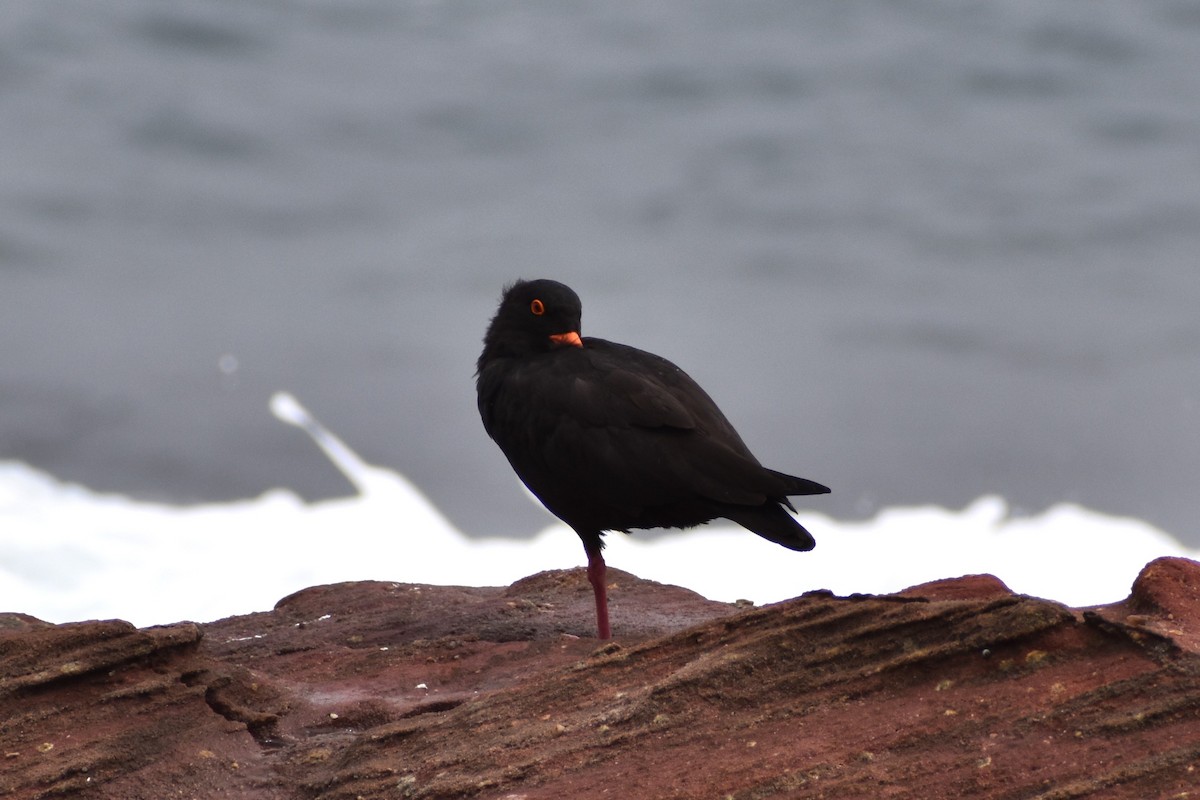 Sooty Oystercatcher - ML645194395