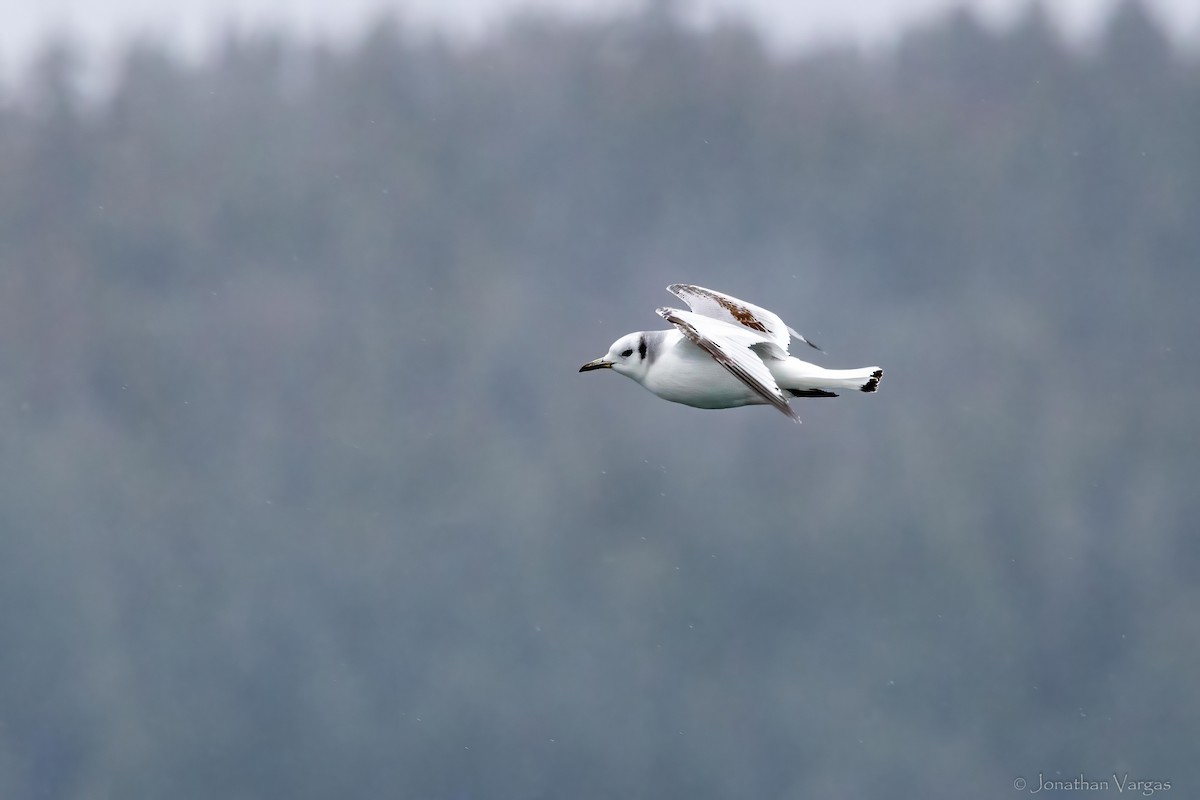 krykkje - ML645194397