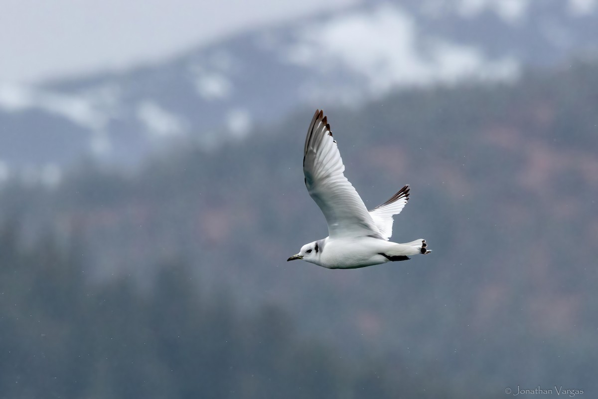 krykkje - ML645194398