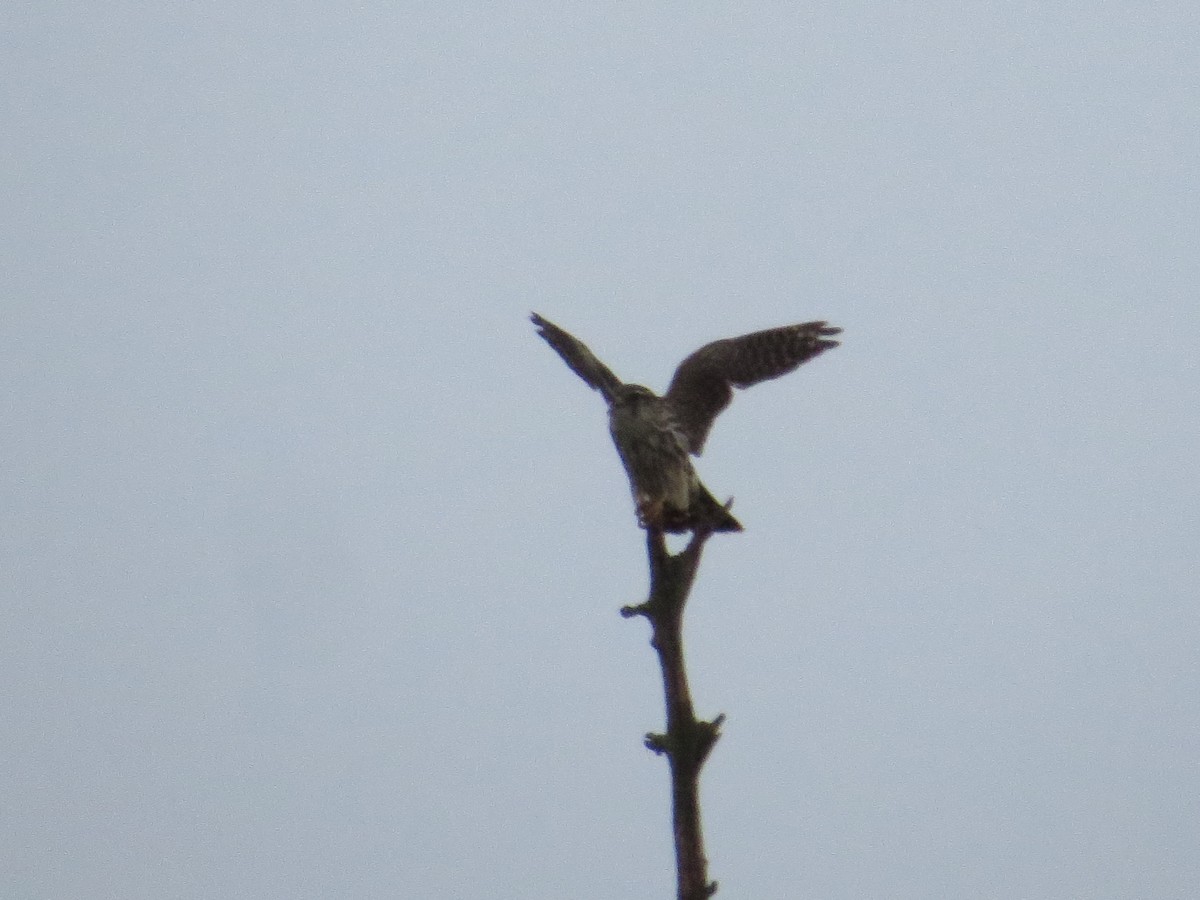 Merlin - ML645194423