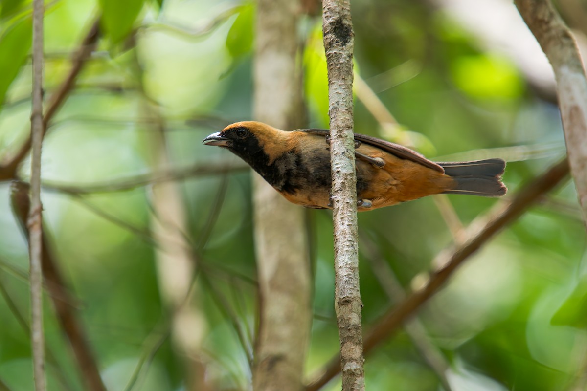 Burnished-buff Tanager - ML645194429