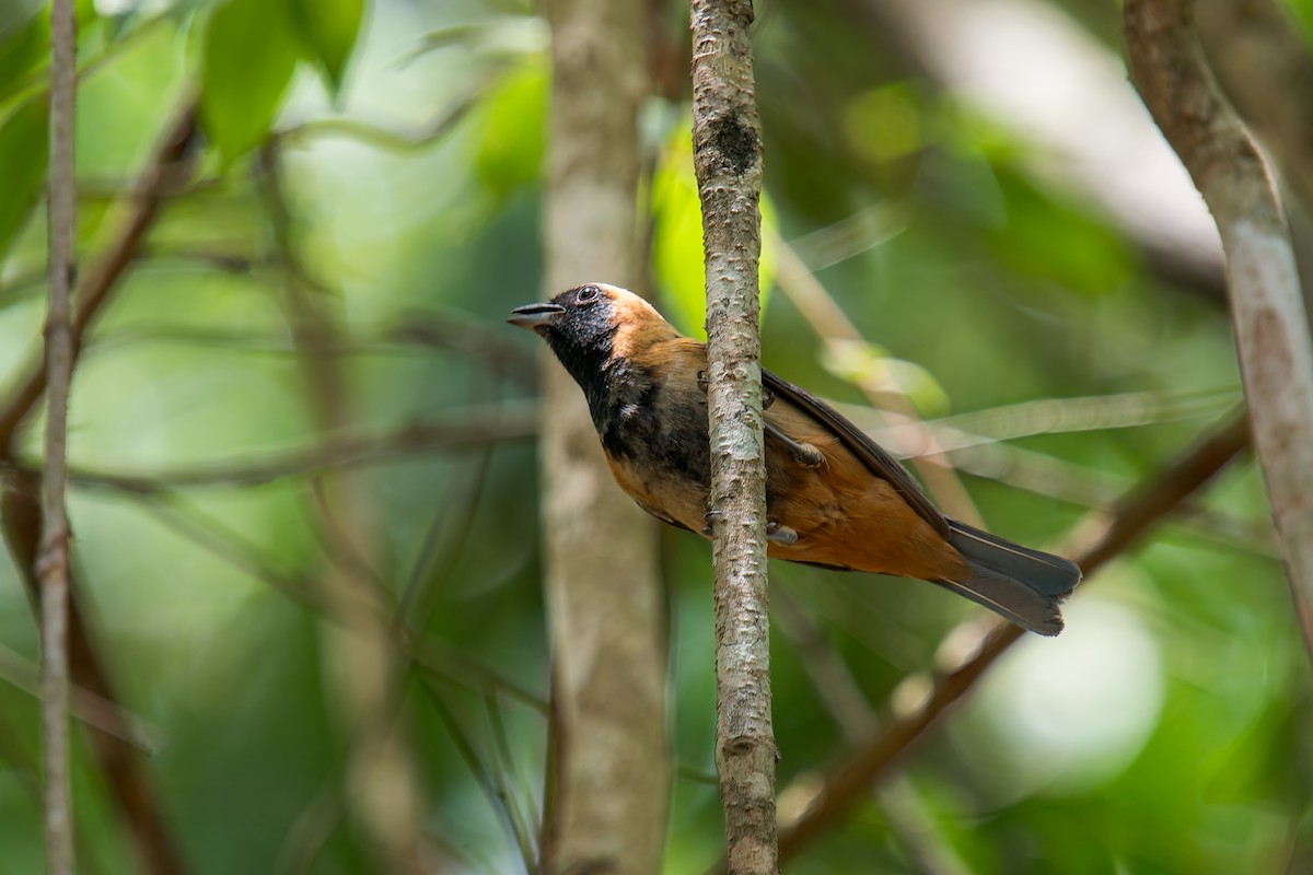 Burnished-buff Tanager - ML645194430