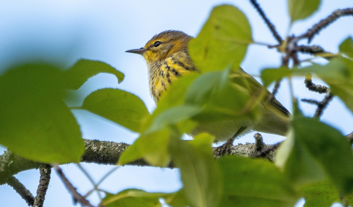 ホオアカアメリカムシクイ - ML645194432