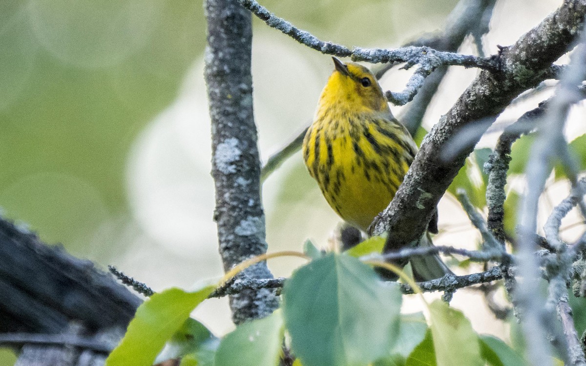 ホオアカアメリカムシクイ - ML645194433