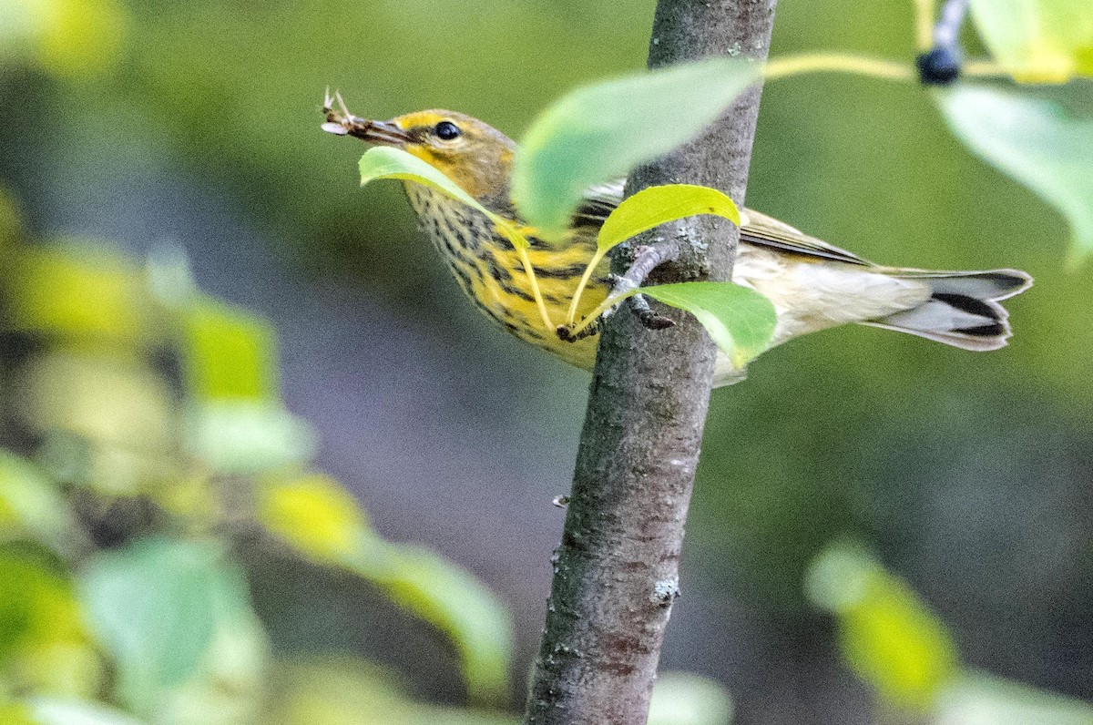 ホオアカアメリカムシクイ - ML645194434