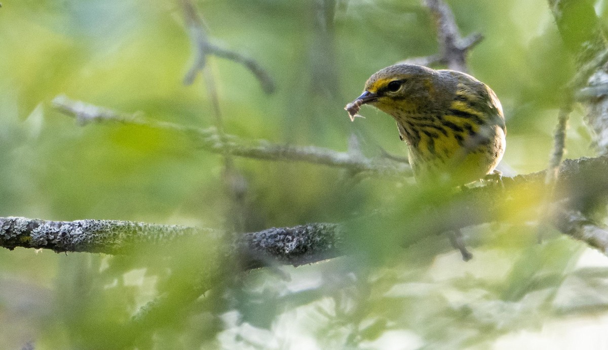 ホオアカアメリカムシクイ - ML645194435