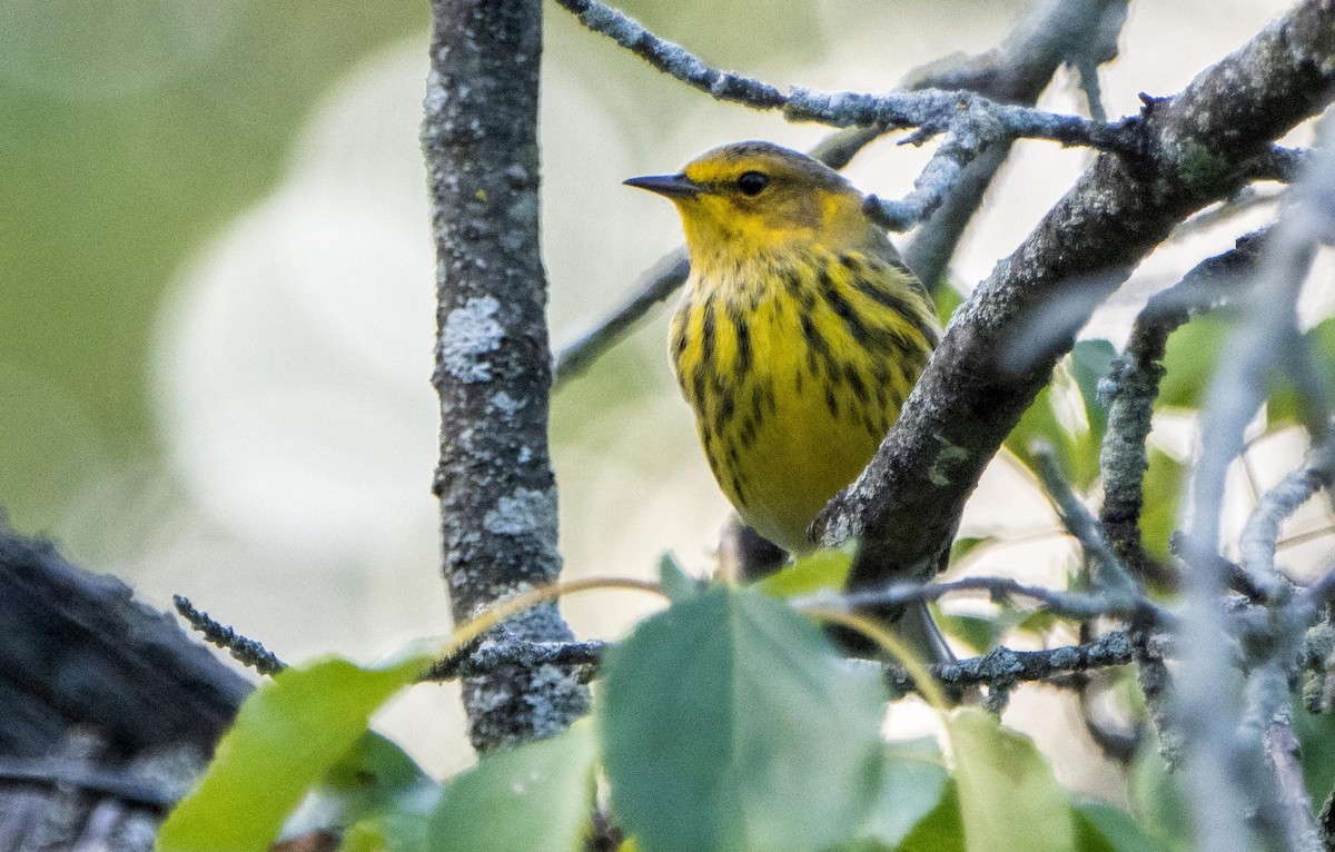 ホオアカアメリカムシクイ - ML645194436