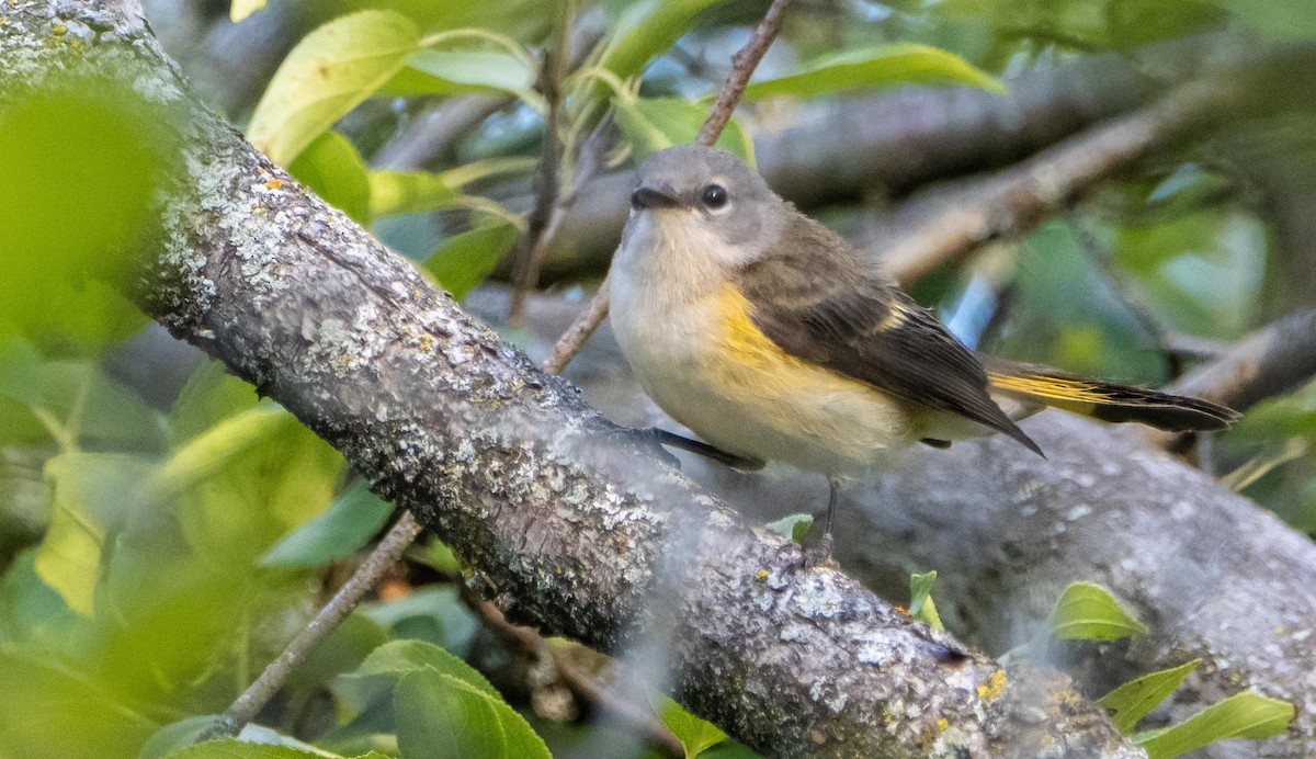 American Redstart - ML645194440