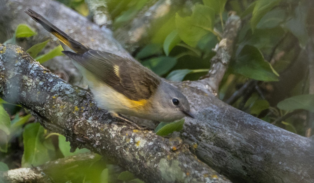 American Redstart - ML645194441