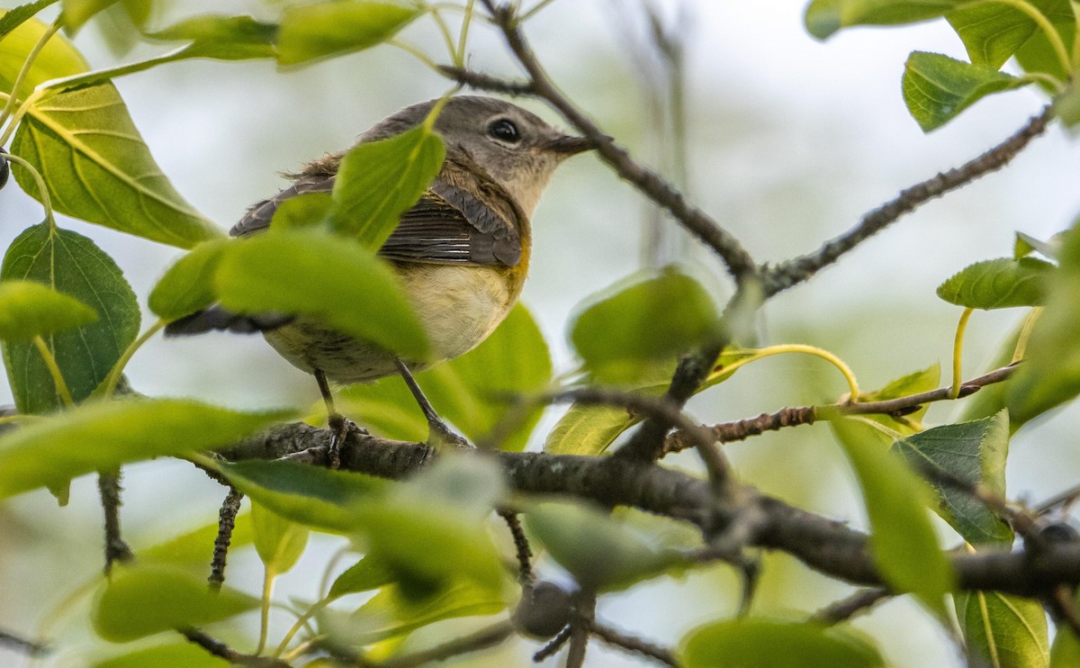 American Redstart - ML645194442
