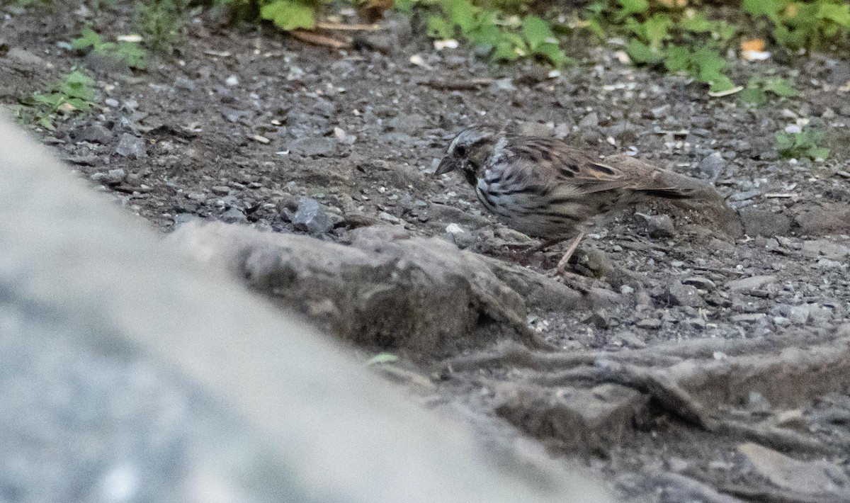 Song Sparrow - ML645194443