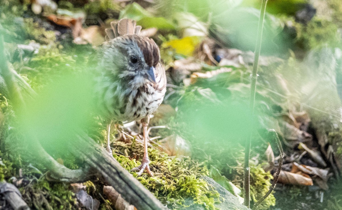 Song Sparrow - ML645194444