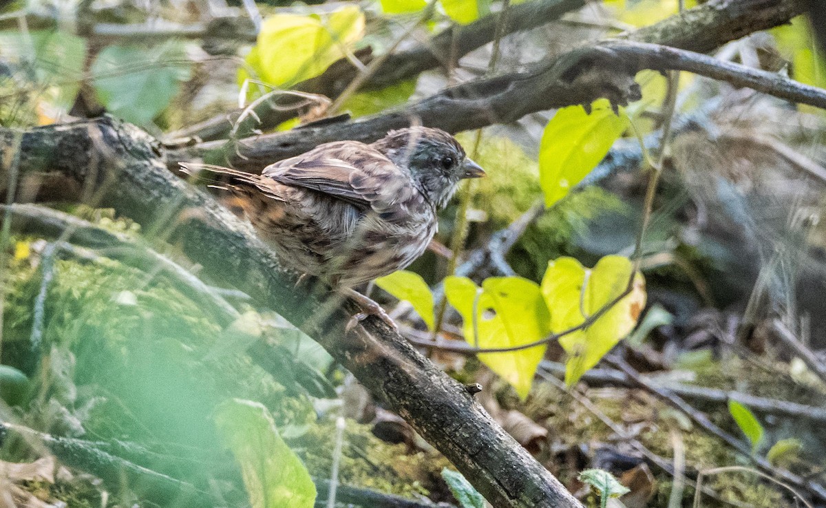 Song Sparrow - ML645194445