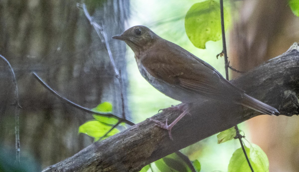 viriskogtrost - ML645194456