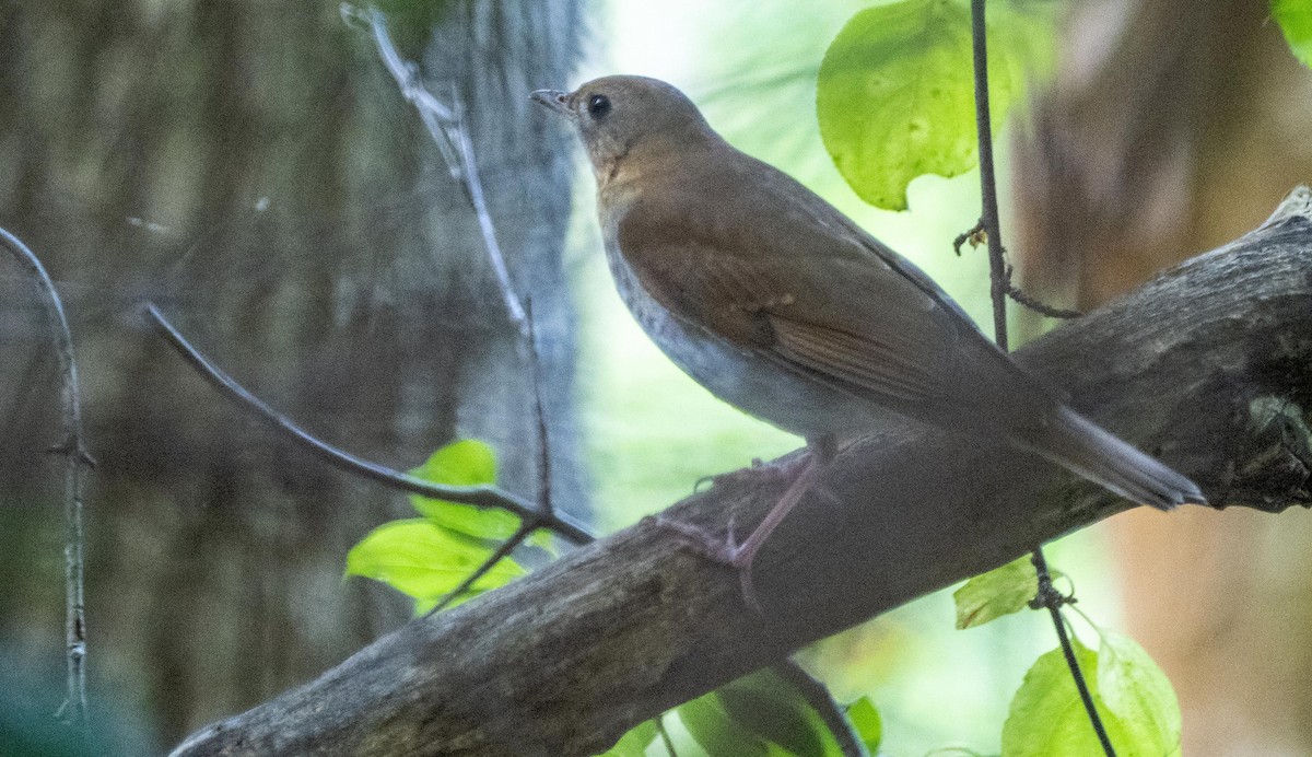 viriskogtrost - ML645194457