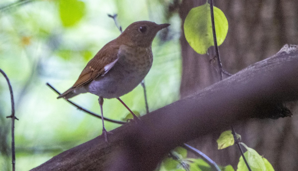 viriskogtrost - ML645194458