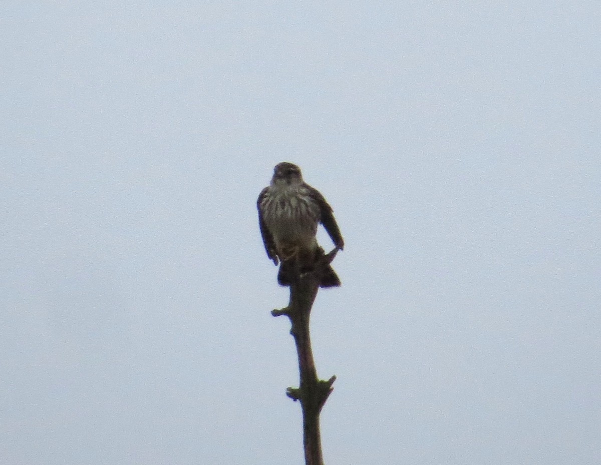 Merlin - ML645194462