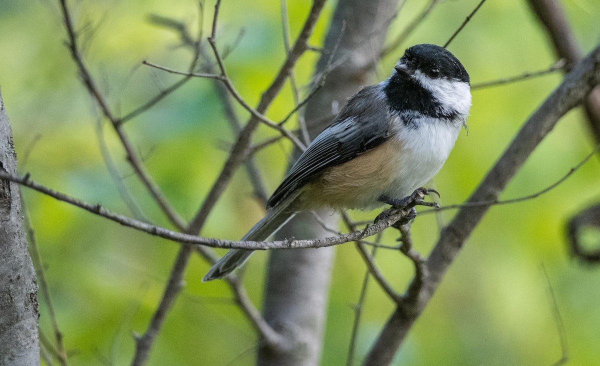 Гаїчка світлокрила - ML645194465