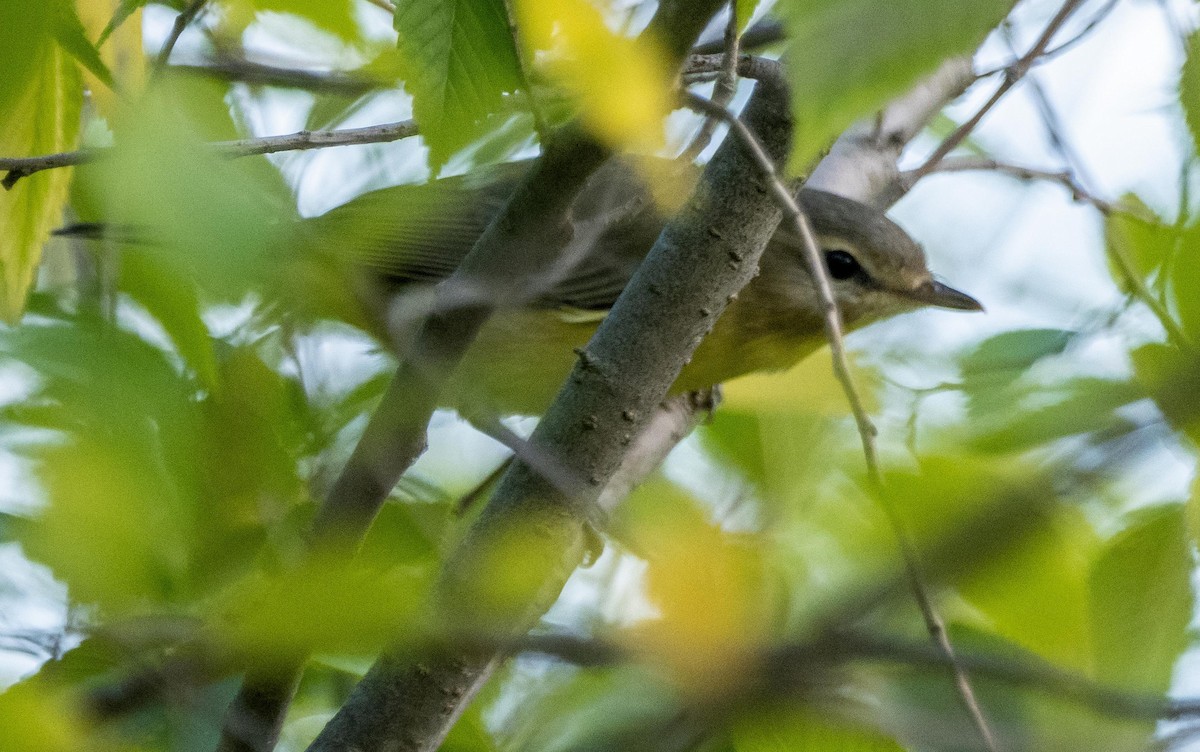Philadelphia Vireo - ML645194468