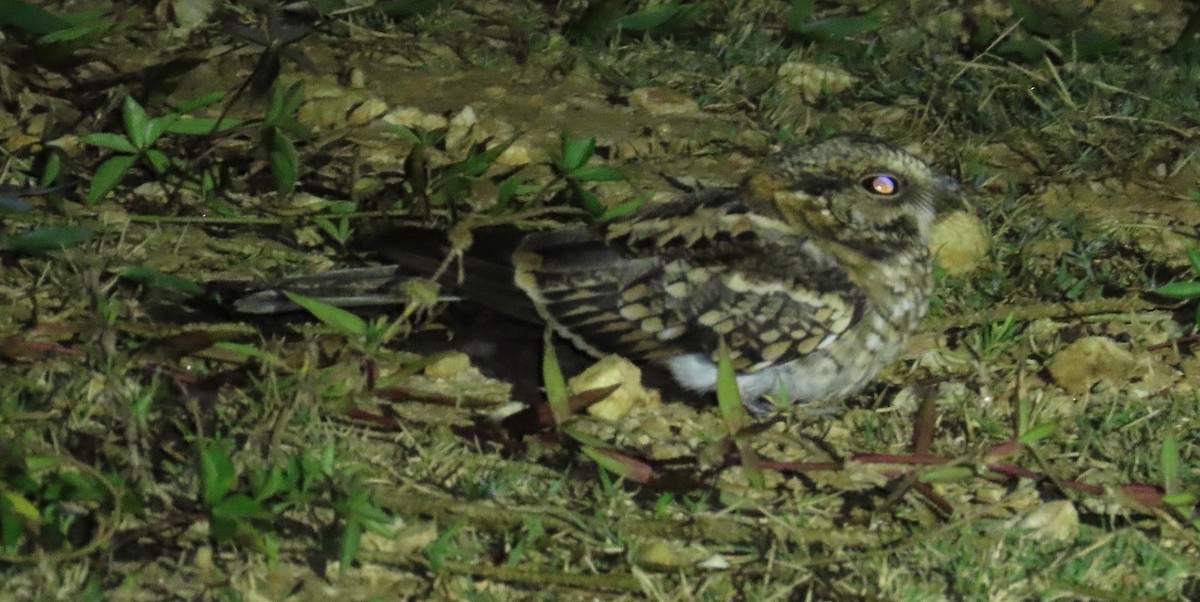 White-tailed Nightjar - ML645194478
