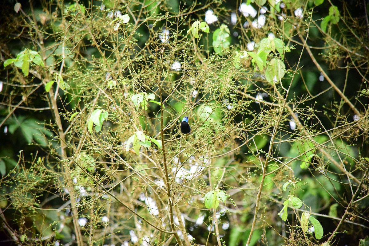 Blue-necked Tanager - ML645194488