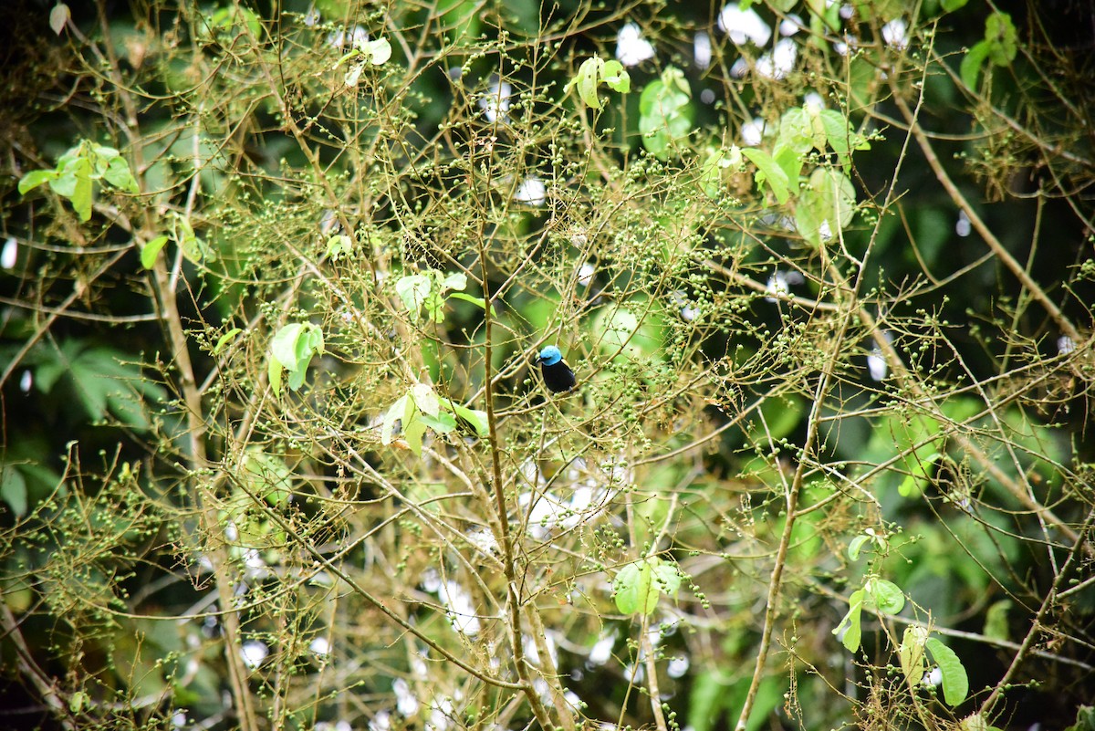 Blue-necked Tanager - ML645194494