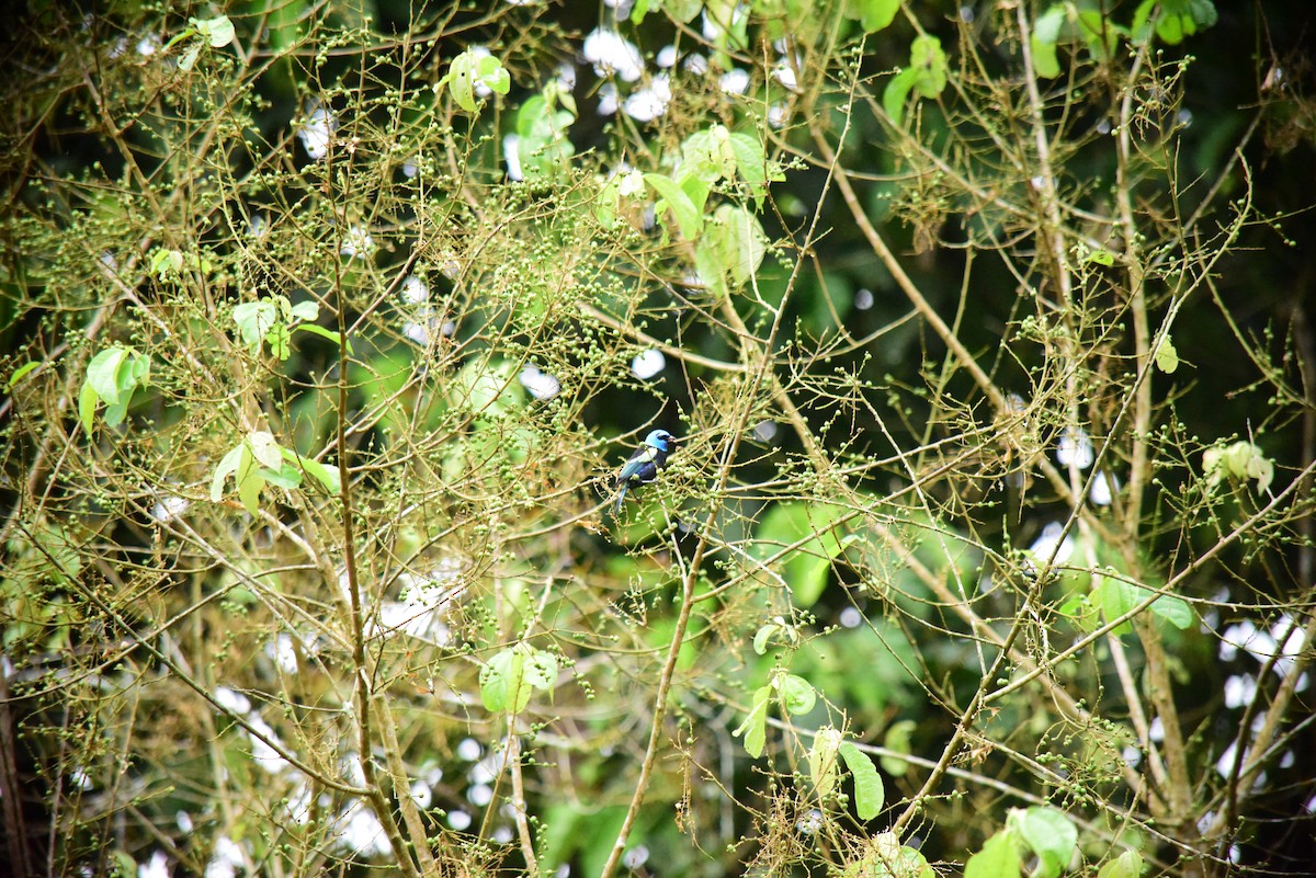 Blue-necked Tanager - ML645194496