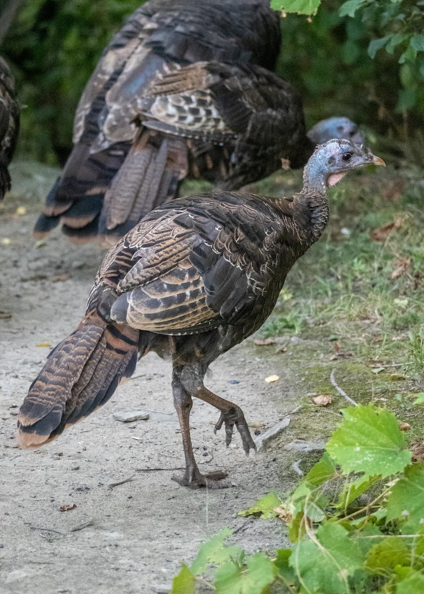 Wild Turkey - ML645194509