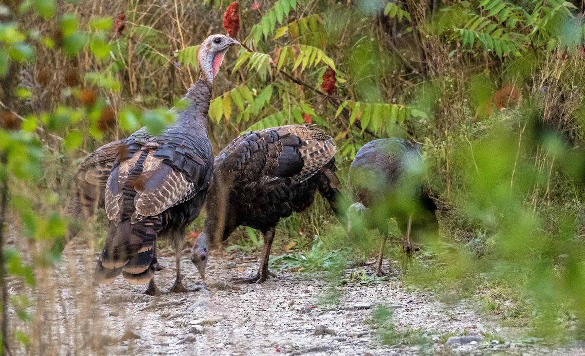 Wild Turkey - ML645194510