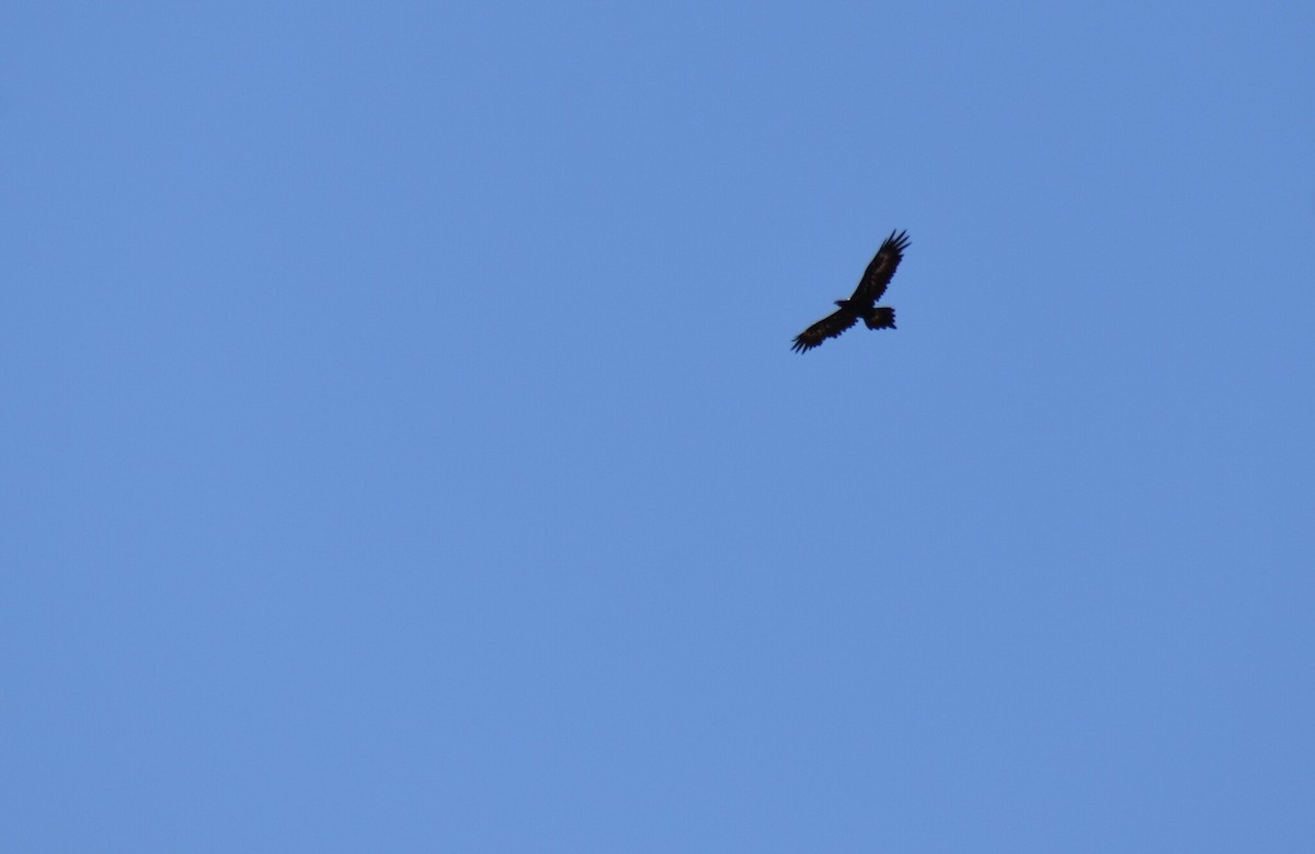 Wedge-tailed Eagle - ML645194522