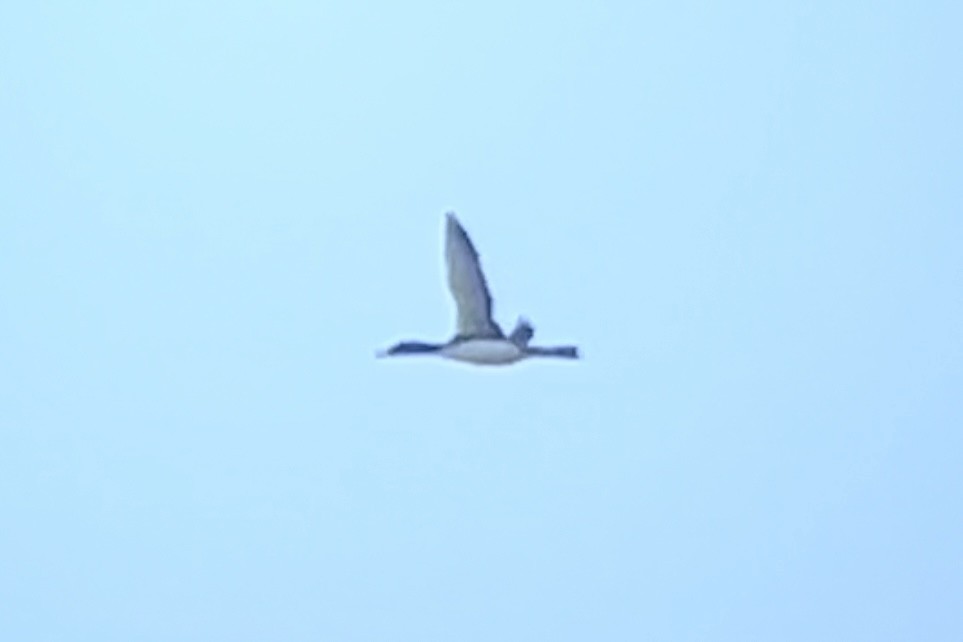 Common Loon - ML645194523