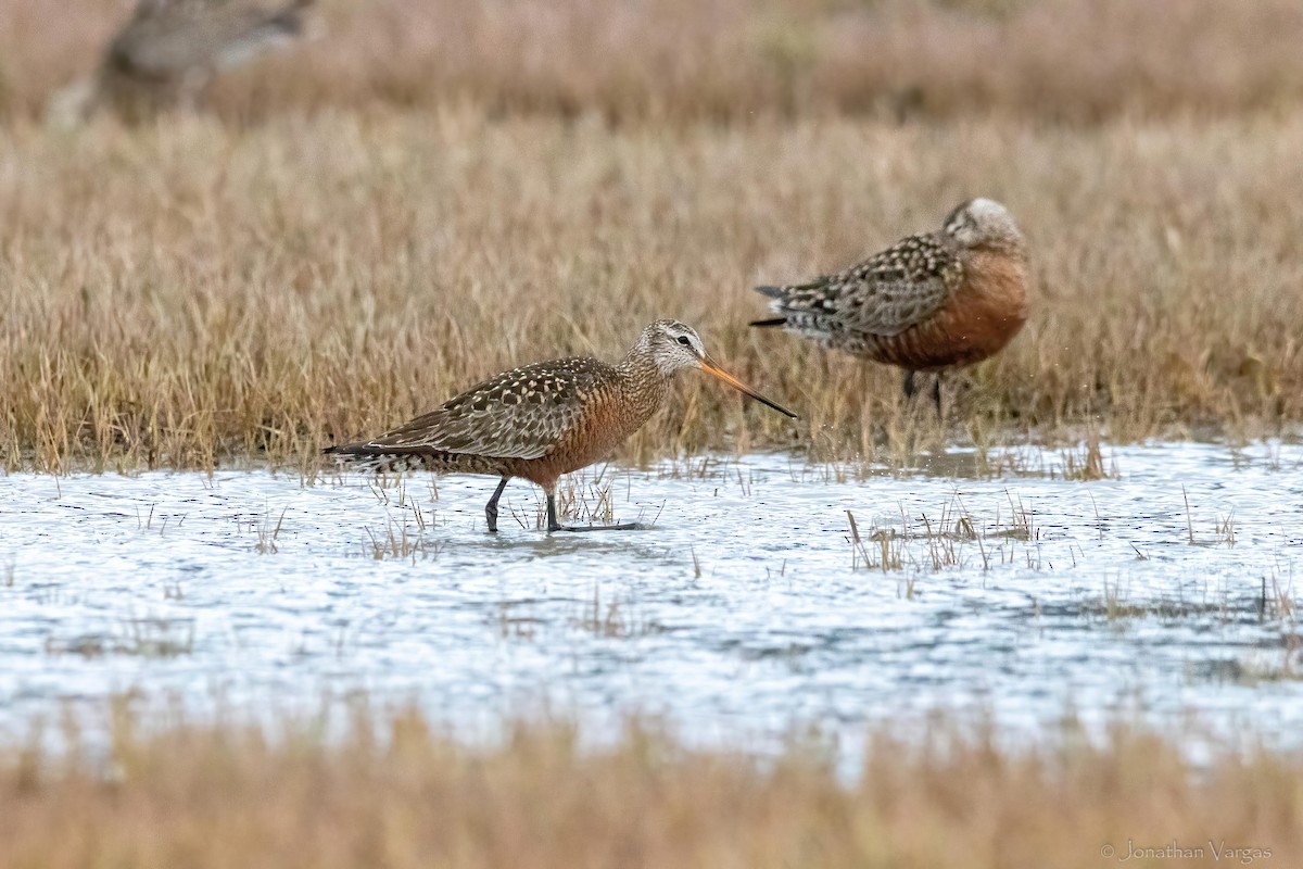 Hudsonian Godwit - ML645194538