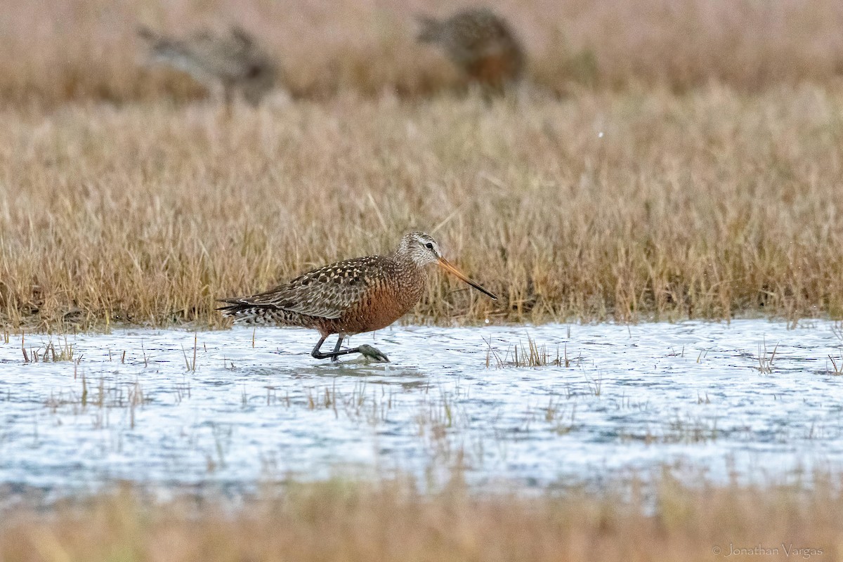 Hudsonian Godwit - ML645194539