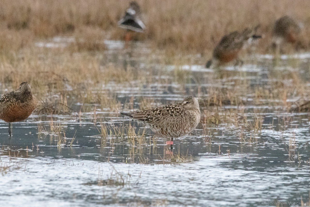 Hudsonian Godwit - ML645194542